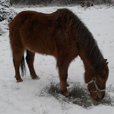 Anden særlig race Silas *Aflivet d.8/3-11*