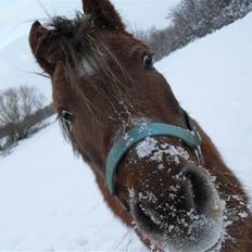 Anden særlig race Silas *Aflivet d.8/3-11*