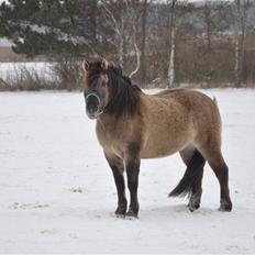 Anden særlig race Janosch