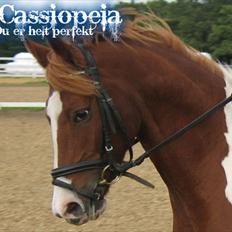 Anden særlig race Cassiopeia<3 Savnet