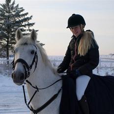 Anden særlig race Irish Jumper (SOLGT)