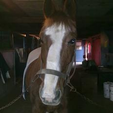 Anden særlig race Cheri