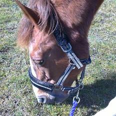 Anden særlig race Cheri