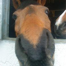 Tysk Sportspony - Maros b-pony SOLGT