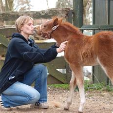 Welsh Mountain (sec A) Meraviglioso H. Cavallino