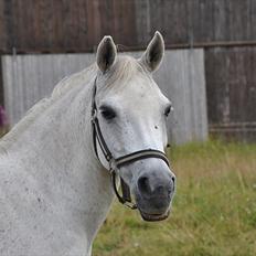 Anden særlig race Skovbjerggårds coxx