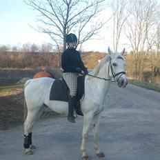 Arabisk fuldblod (OX) Filip