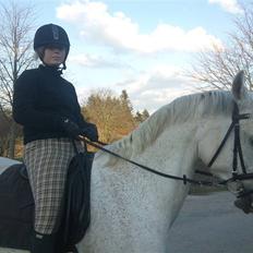 Arabisk fuldblod (OX) Filip