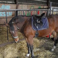 Anden særlig race Dakota