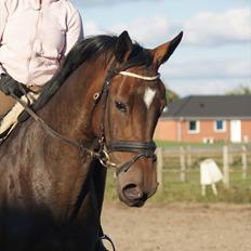 Trakehner Haxholm's Hella*Solgt*