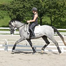 Dansk Varmblod MISIL - 