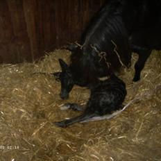 Shetlænder Bøgeskov's Gollie