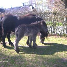 Shetlænder Bøgeskov's Gollie