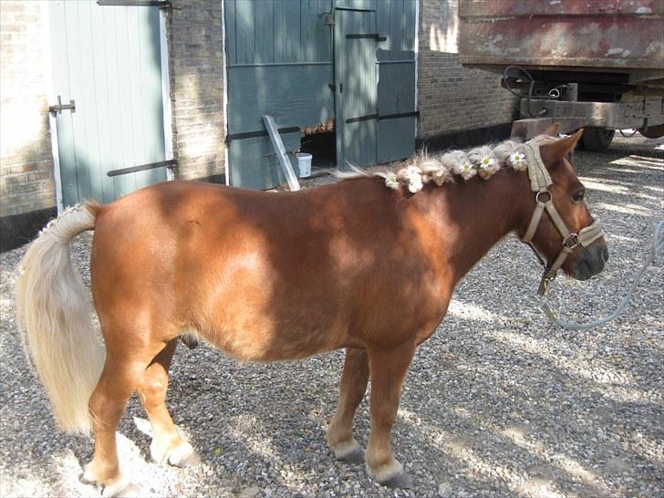 Shetlænder Kasper R.I.P SAVNET! <3 - taget af mie billede 3