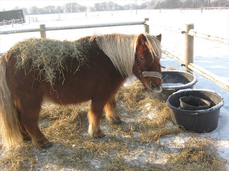 Shetlænder Kasper R.I.P SAVNET! <3 - taget af mie billede 4