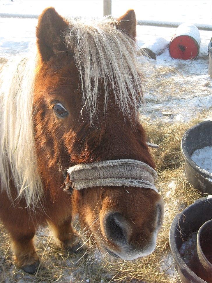 Shetlænder Kasper R.I.P SAVNET! <3 - taget af mie billede 5