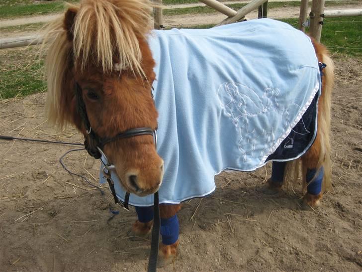 Shetlænder Kasper R.I.P SAVNET! <3 - taget af mie billede 7