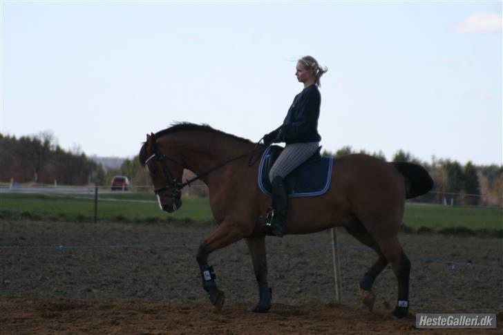 Dansk Varmblod No Mans Land billede 18