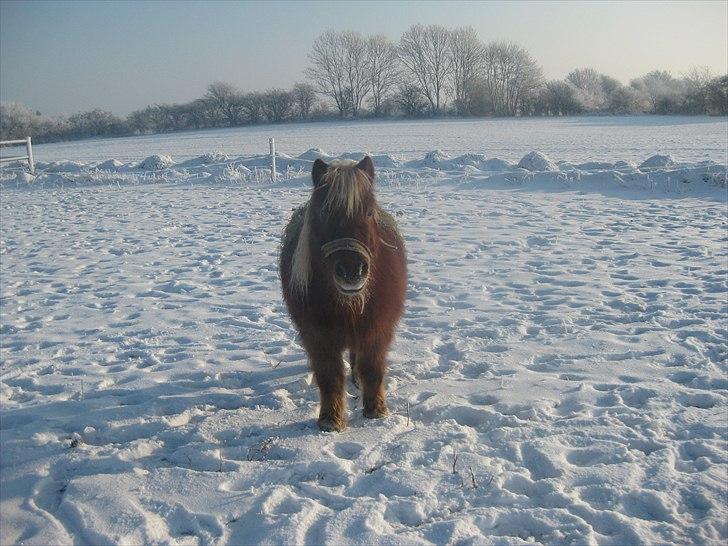 Shetlænder Kasper R.I.P SAVNET! <3 - taget af mie billede 9