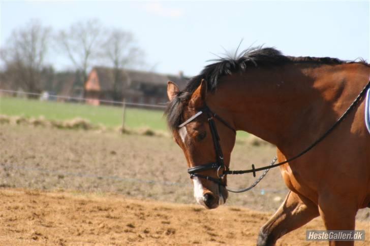Dansk Varmblod No Mans Land billede 19