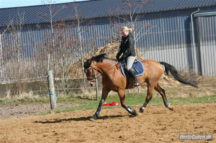 Dansk Varmblod No Mans Land billede 20