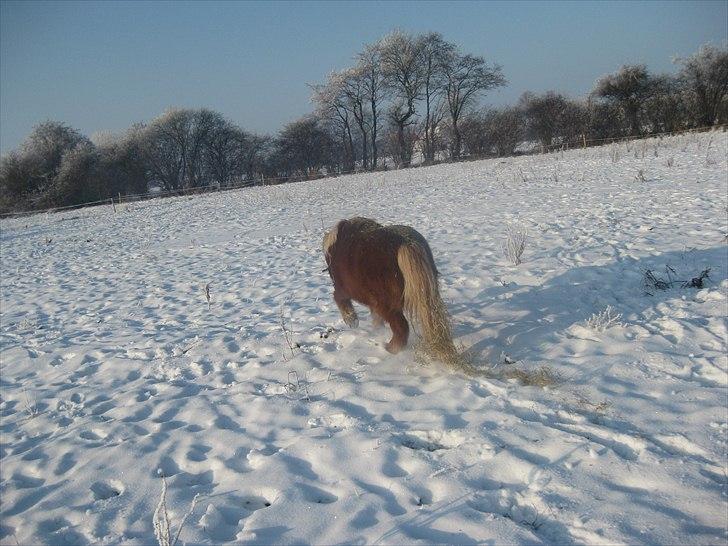Shetlænder Kasper R.I.P SAVNET! <3 - taget af mie billede 13