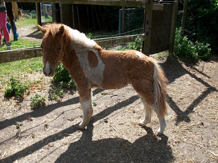 Shetlænder Just in time (Hingst). - Hej mor, har du noget med & spise ?? billede 12