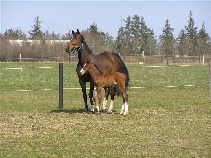 Dansk Varmblod Lillestaruphøjs Chello RIP billede 2