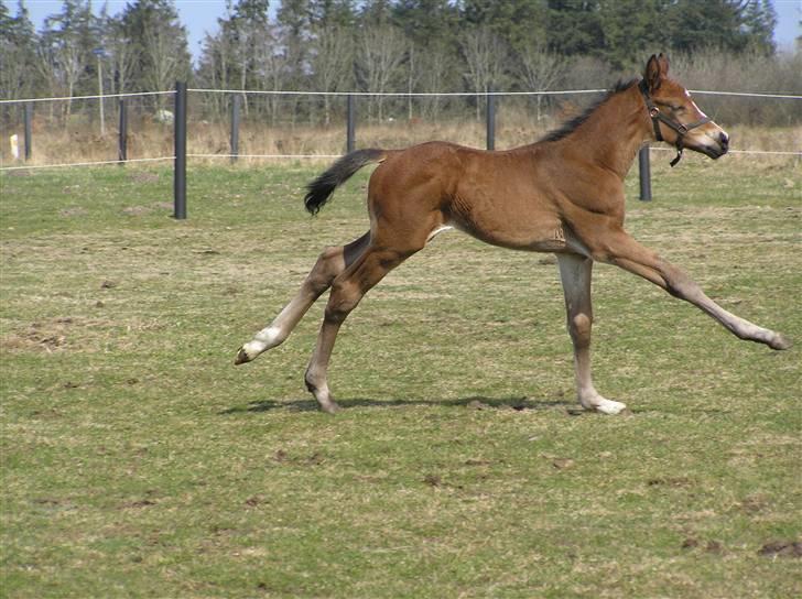Dansk Varmblod Lillestaruphøjs Chello RIP billede 3