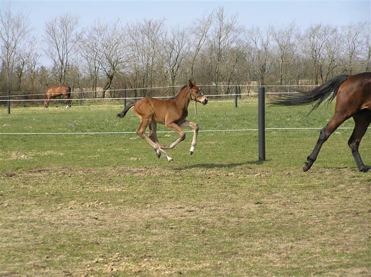 Dansk Varmblod Lillestaruphøjs Chello RIP billede 4
