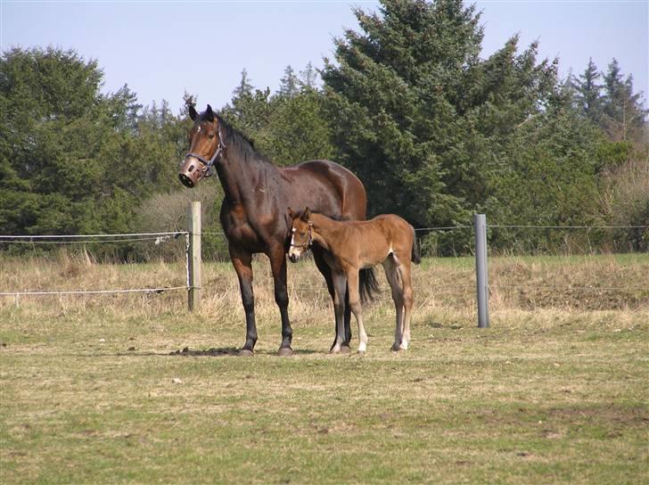 Dansk Varmblod Lillestaruphøjs Chello RIP billede 5
