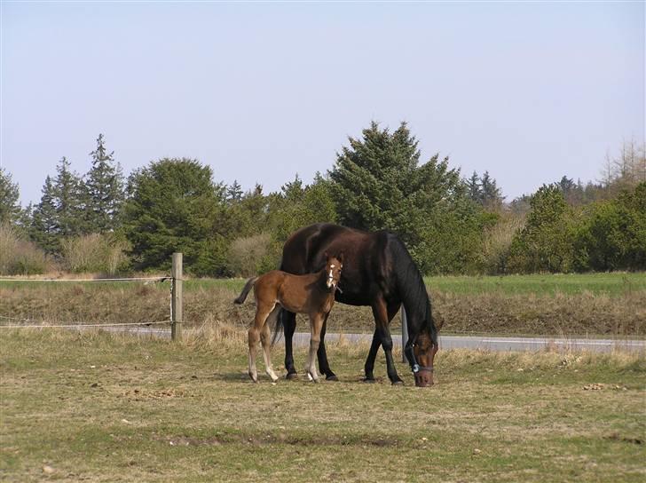 Dansk Varmblod Lillestaruphøjs Chello RIP billede 6