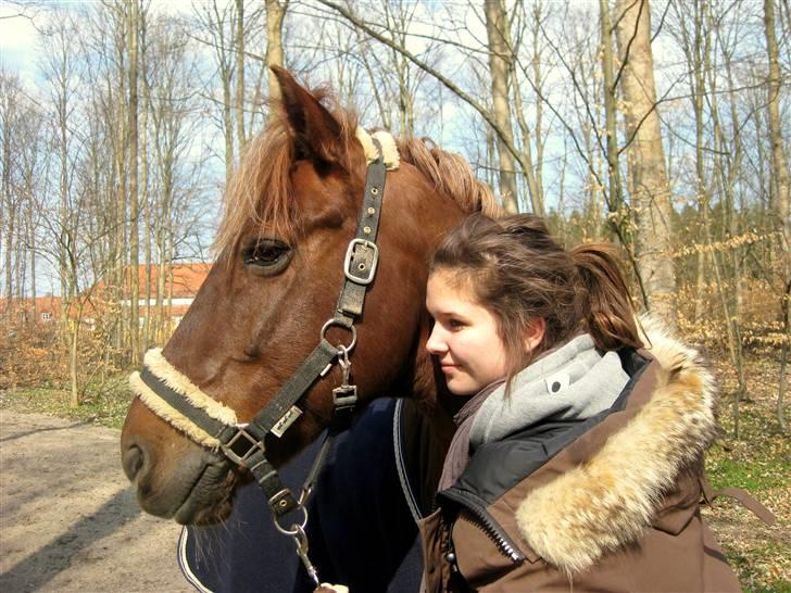 Irsk Sportspony Heartbreaker Galadriel - kærlighed. billede 16