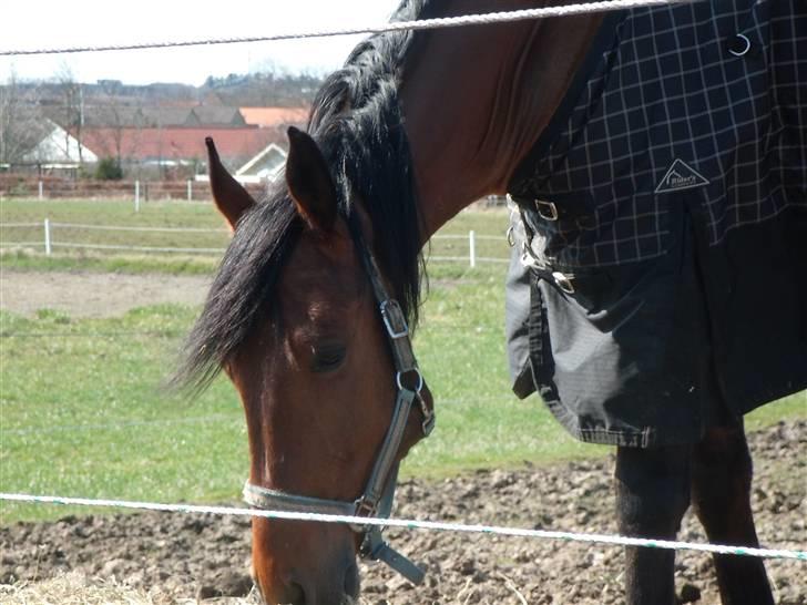 Dansk Varmblod Benny billede 16