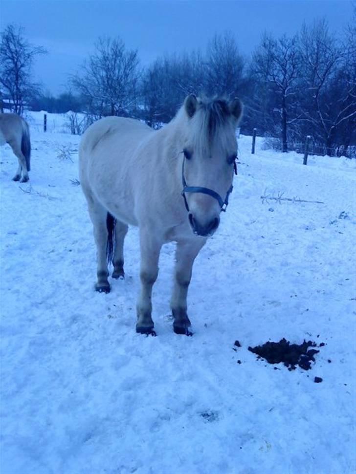 Fjordhest Bror Bindernæs - Bror der hygger sig i sneen. billede 1