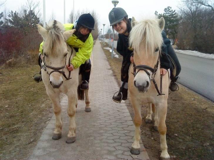 Fjordhest Bror Bindernæs - Bror og Babett sammen. billede 2