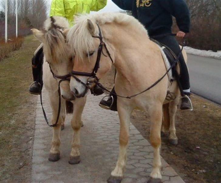 Fjordhest Bror Bindernæs - Bror og Babett hygger. billede 3