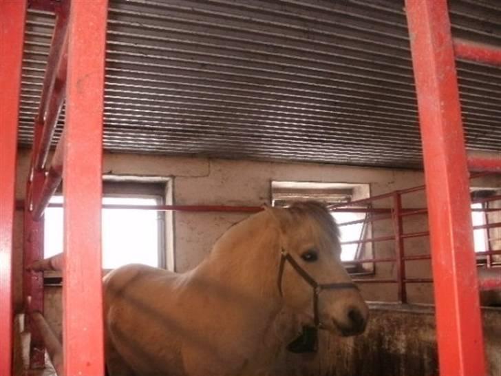 Fjordhest Bror Bindernæs - Bror i books. billede 4