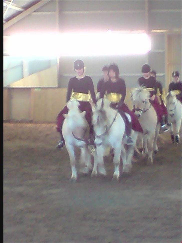 Fjordhest Bror Bindernæs - Kvadrilen  billede 5