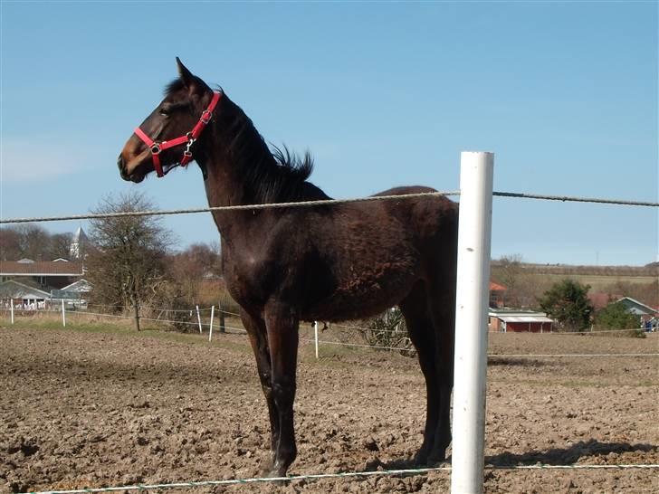 Dansk Varmblod Lady Limelight billede 8