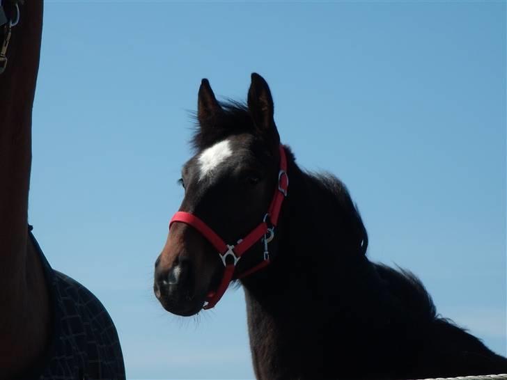 Dansk Varmblod Lady Limelight billede 9