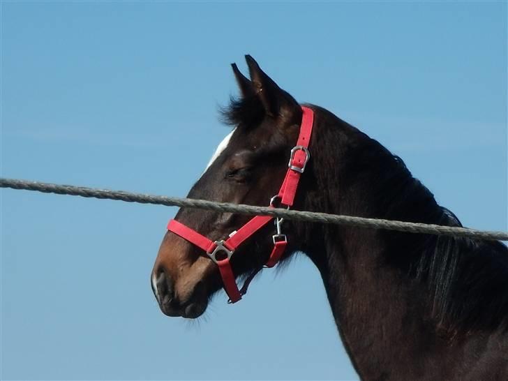 Dansk Varmblod Lady Limelight - Så nyder vi lige solen ;D billede 10
