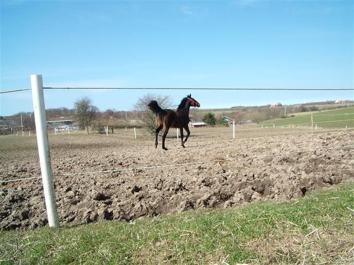 Dansk Varmblod Lady Limelight billede 11