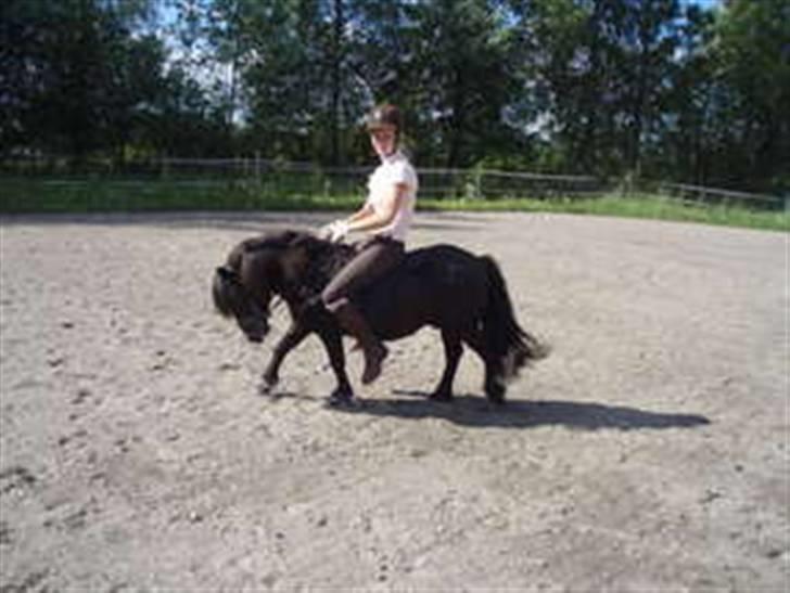 Shetlænder Sørby`s Viktor billede 1