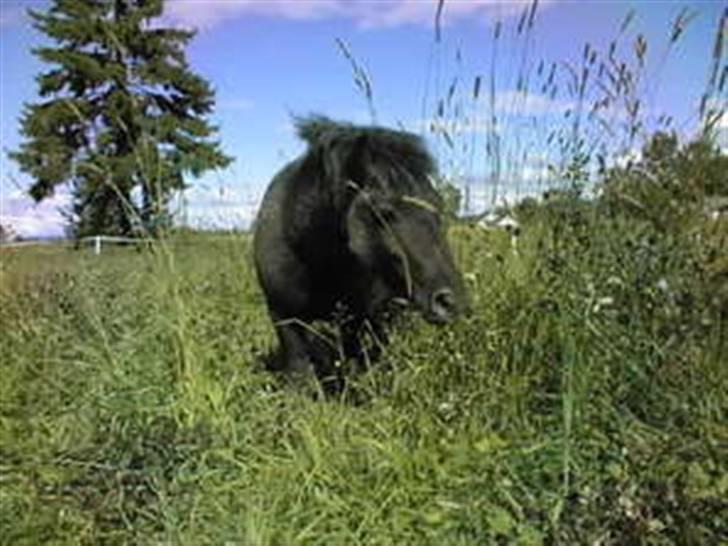 Shetlænder Sørby`s Viktor billede 2