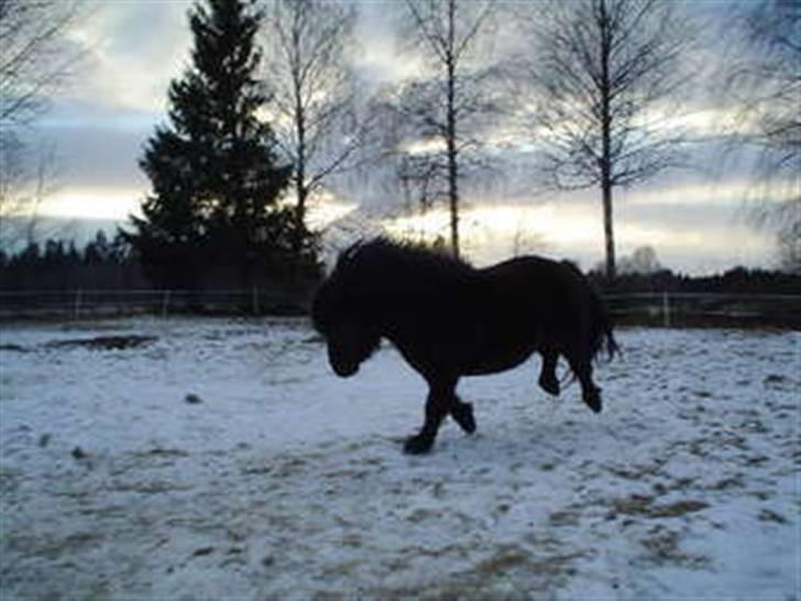 Shetlænder Sørby`s Viktor billede 3