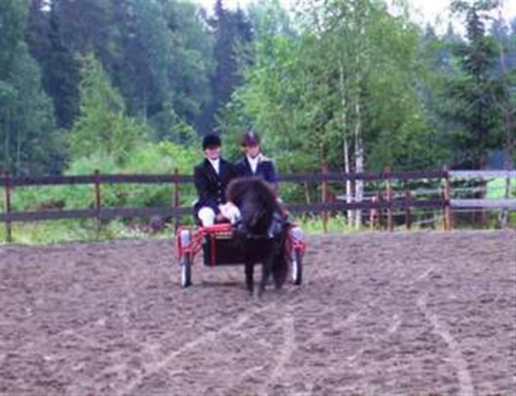 Shetlænder Sørby`s Viktor billede 4