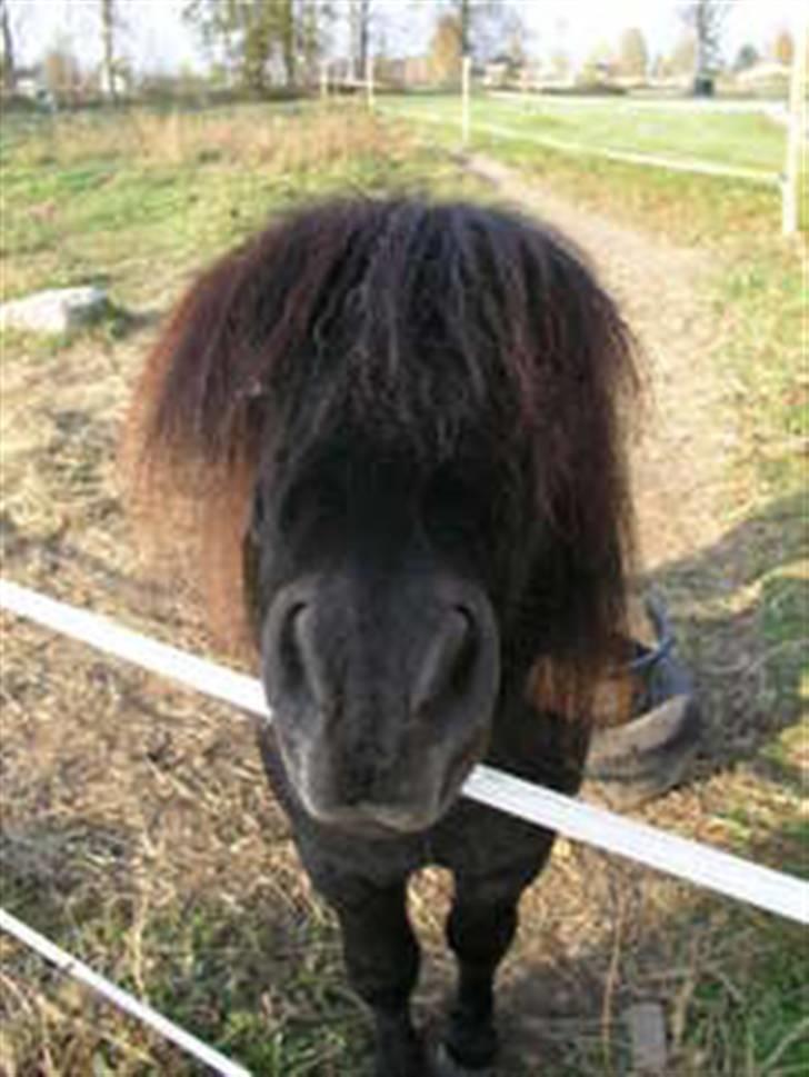 Shetlænder Sørby`s Viktor billede 5