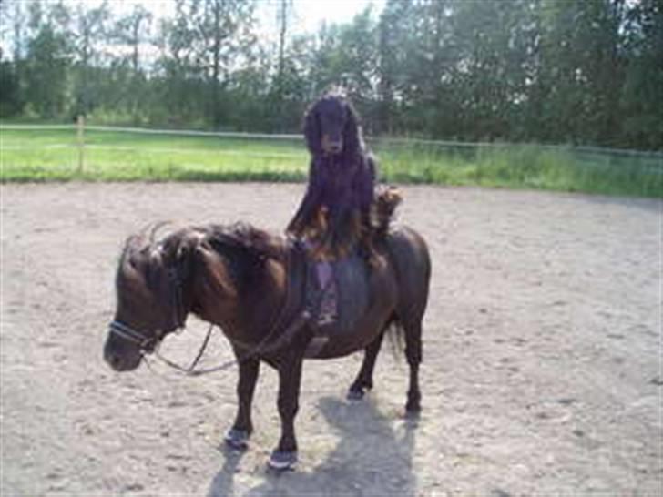 Shetlænder Sørby`s Viktor - Mini og min gamle hund billede 6