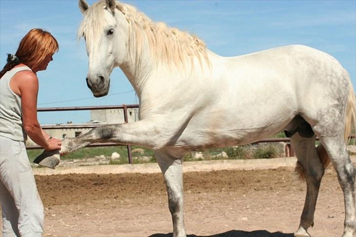 Pura Raza Española Don Doblete - Goddag, Goddag... Eller skal vi træne SpanskSkrit billede 5